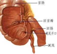 阑尾