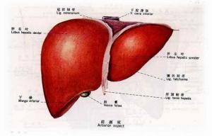心源性肝硬化
