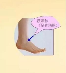 跌阳脉