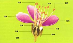花的结构