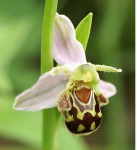 蜂兰花模仿雌蜂，吸引雄蜂传粉