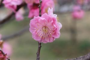 梅花