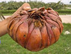 鳞茎