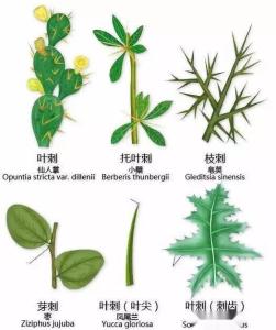变态叶类型