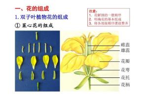 花柄