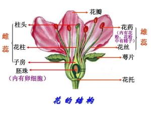 花托