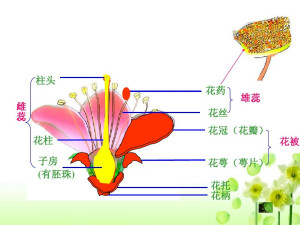 花被