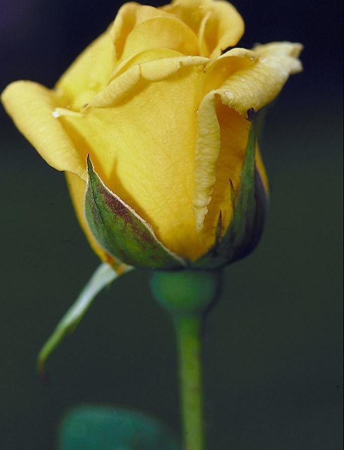 各种花萼