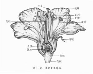 花的结构