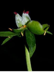 茉莉花萼