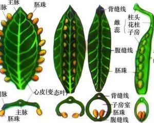 心皮