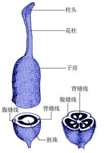 构造