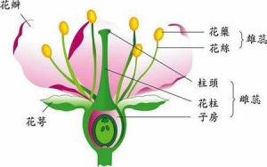 花-剖面图