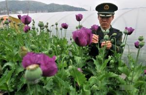 罂粟