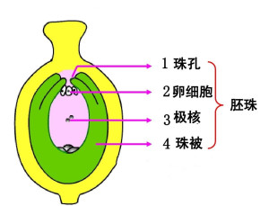 胚珠
