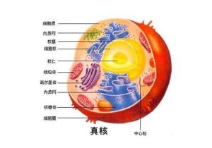 核膜