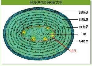 原核细胞