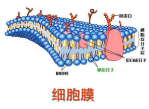 质膜
