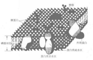 流动镶嵌模型