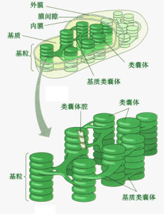 基粒