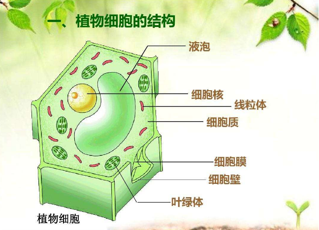 液泡
