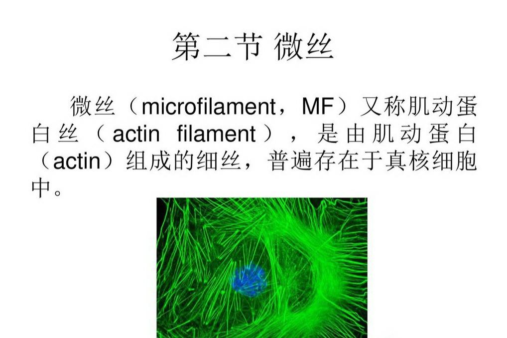 微丝