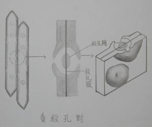 纹孔
