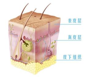 表皮