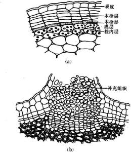 周皮