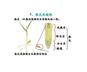 根尖