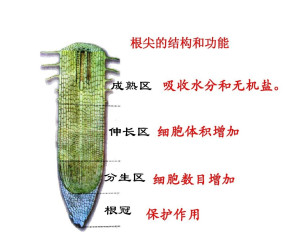 根冠