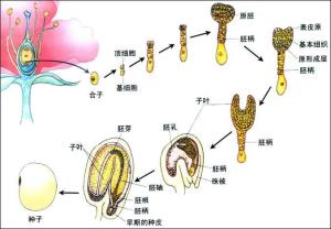 花的发育