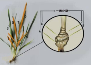 分蘖