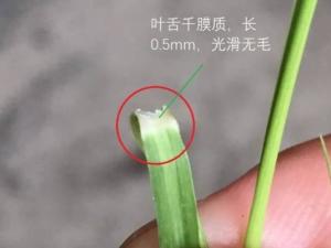 叶舌