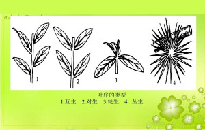 叶序