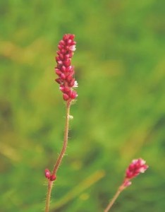 花序