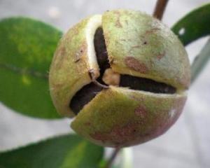 蒴果