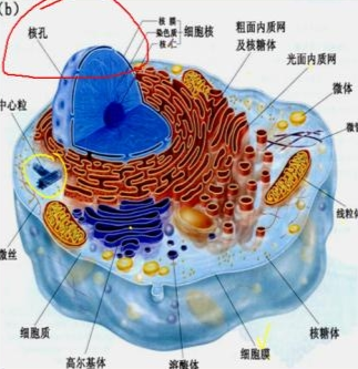 染色质