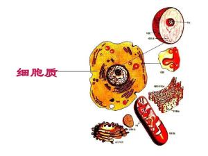 细胞质