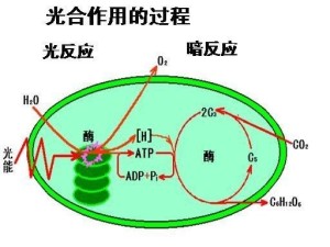 光合作用图示