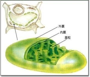 叶绿体结构