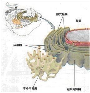 内质网——整体结构