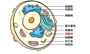 溶酶体
