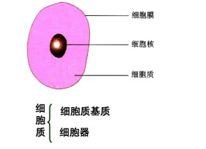 细胞质基质