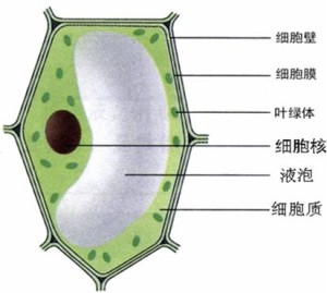 植物细胞