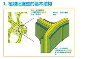 细胞壁