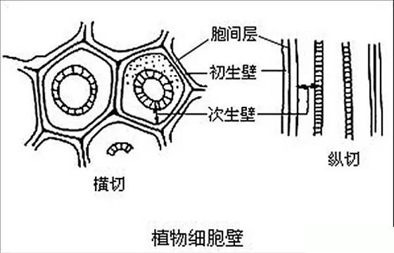 植物细胞细胞壁