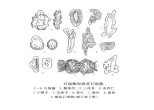石细胞