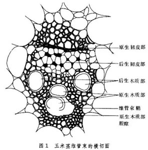 韧皮部