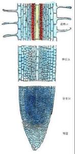 分生区图示